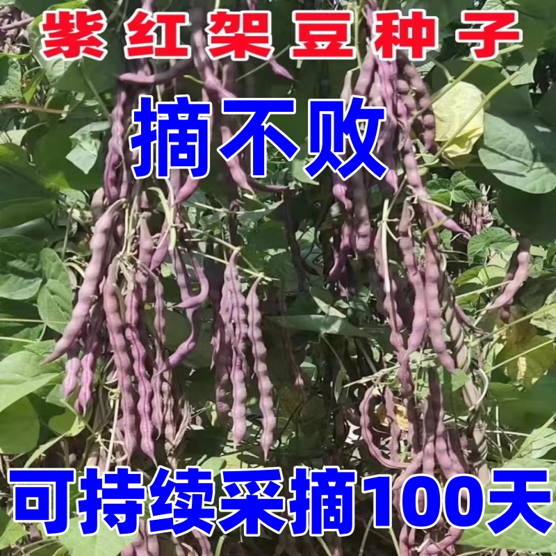 大紫袍架豆种子四川春秋季田园