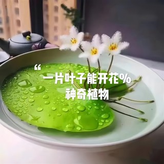 一叶莲浮萍水培植物鱼缸水草造景碗莲睡莲水养生净化水质四季开花