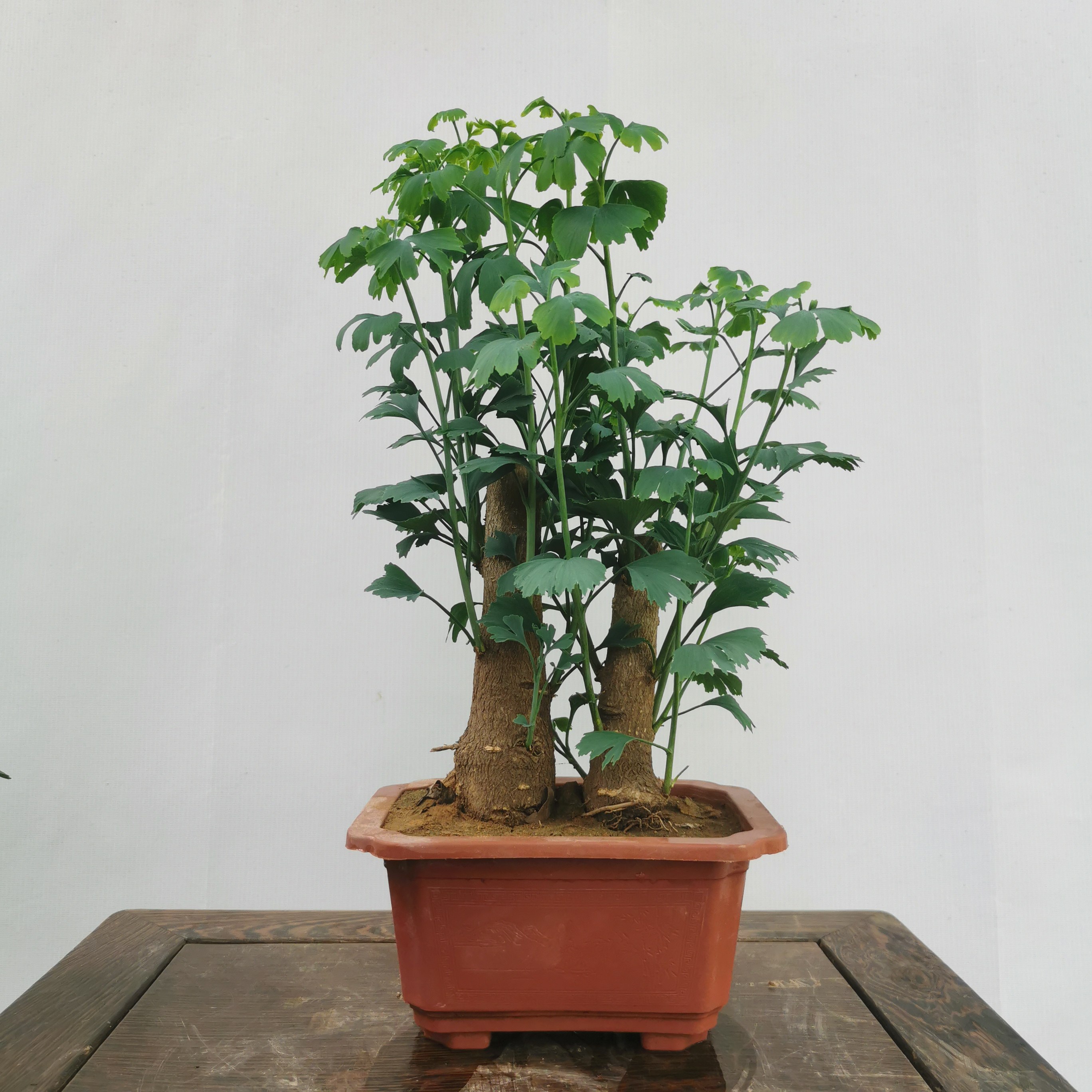 银杏树盆景盆栽室内好养办公桌绿植矮霸造型小品观叶植物花卉绿植