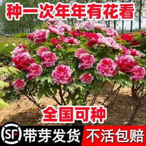 牡丹盆栽洛阳正宗大苗鲜花鲜花