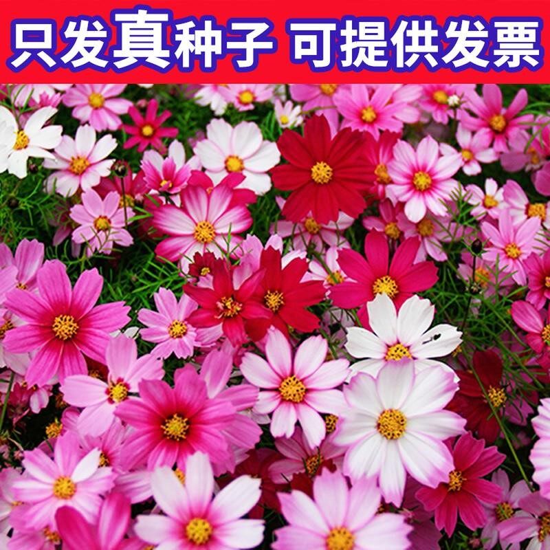 格桑花花籽波斯菊花种子硫华菊百日草野花组合花种籽虞美人花种