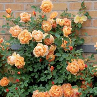 藤本月季 花苗夏洛特夫人橙色多花蔷薇大花浓香阳台庭院爬藤植物花