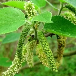 现摘新鲜构树花穗褚不揪褚树花应季野菜构蒲穗无添加初级农产品