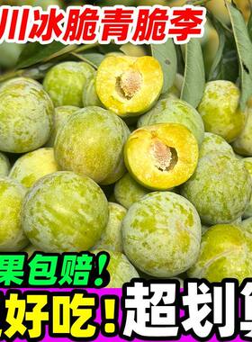 四川现摘青脆甜李子汶川李