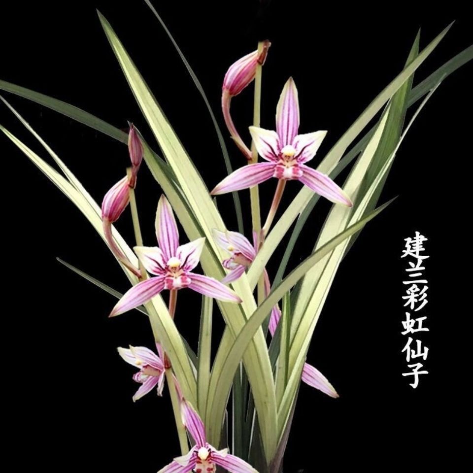 超值 彩虹仙子 兰花建兰 浓香型 室内办公室盆栽 花卉