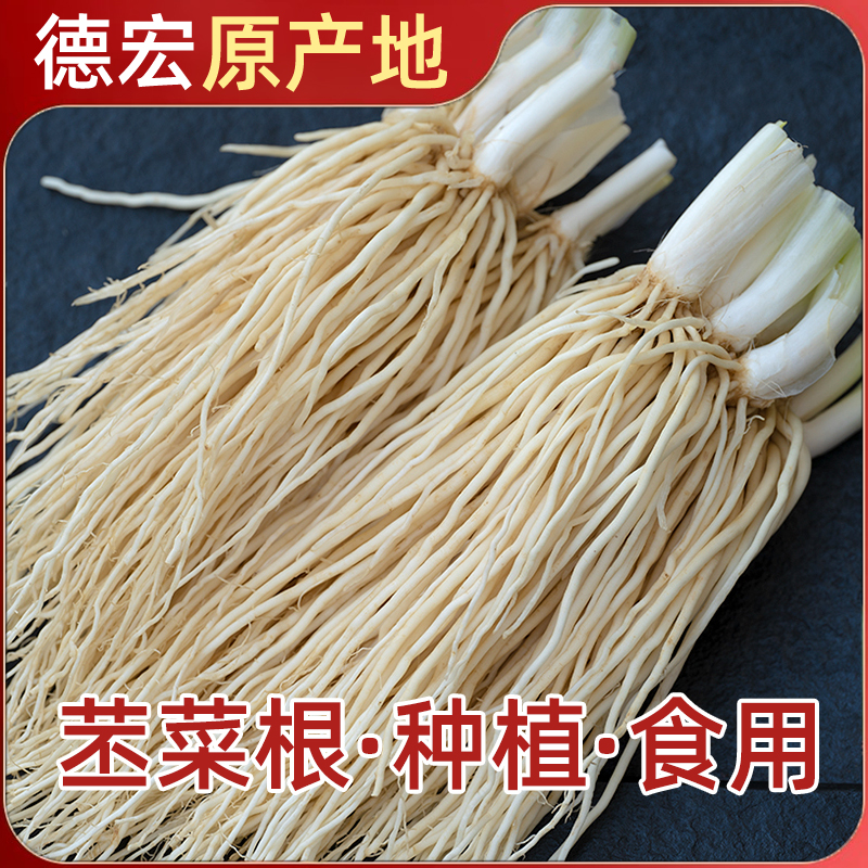 新鲜菜根现挖腌制种植云南