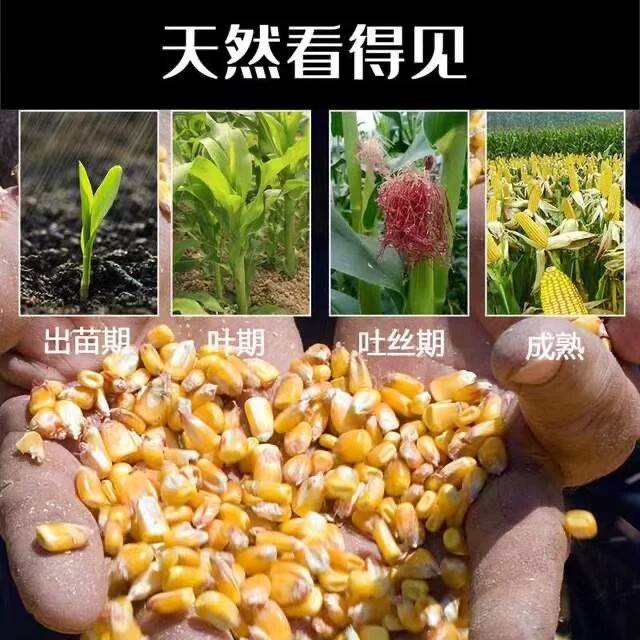 山东新干玉米粒饲料新苞米粒喂鸡鸭鹅鸟鸽子仓鼠口粮宠物钓鱼打窝