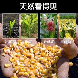 山东新干玉米粒饲料新苞米粒喂鸡鸭鹅鸟鸽子仓鼠口粮宠物钓鱼打窝