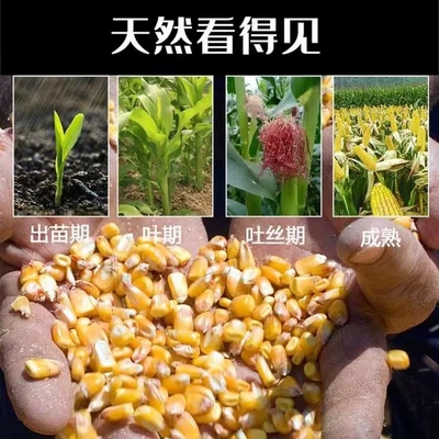 山东新干玉米粒饲料新苞米粒喂鸡鸭鹅鸟鸽子仓鼠口粮宠物钓鱼打窝
