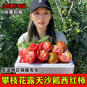 攀枝花露天沙瓤西红柿新鲜自然熟