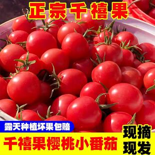 攀枝花米易露天种植自然熟樱桃小番茄千禧果圣女果生吃新鲜西红柿