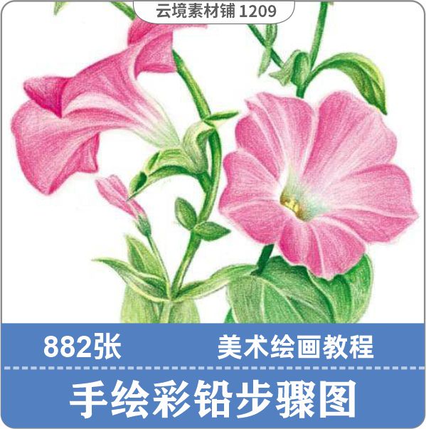 彩铅花卉植物插画及部分教程 图片素材绘画美术参考步骤图