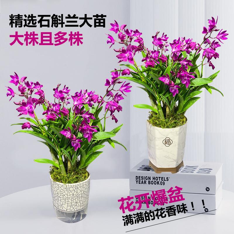 带多花剑带花苞送懒人盆浓香