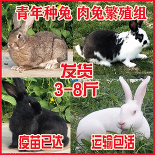 肉兔3斤青年兔不是一对兔子活物大型新西兰白兔公母型比例时种兔
