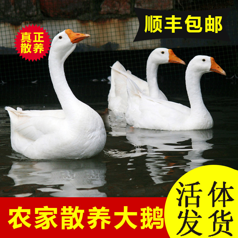 散养纯种大种白鹅大白鹅活鹅三花鹅肉/鹅肉制品