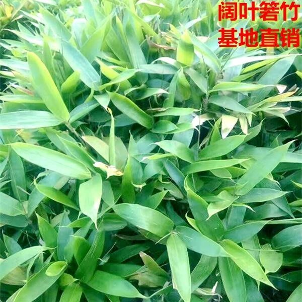 箬竹苗阔叶箬竹庭院竹类粽子叶竹 别墅 小区绿化用苗长不高的竹子