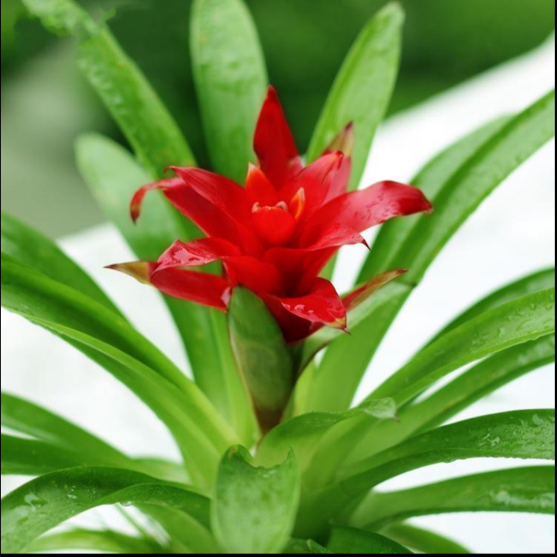 鸿运当头盆栽水培小红星凤梨花带花植物室内客厅大型招财净化空气