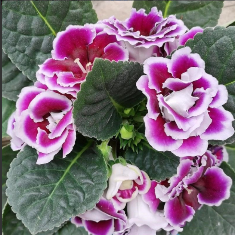 鹅乌大岩桐重瓣带花苗单瓣富贵芙蓉花盆栽四季带花苞发货室内阳台
