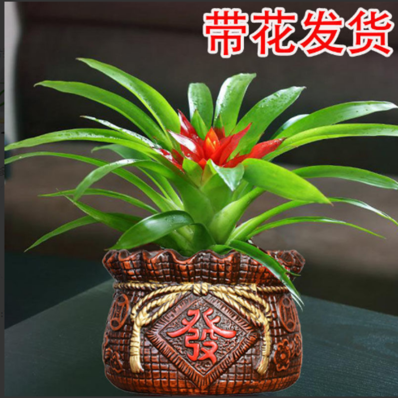 鸿运当头盆栽室内花卉小红星水养绿植物四季好养鲜花净化空气凤梨