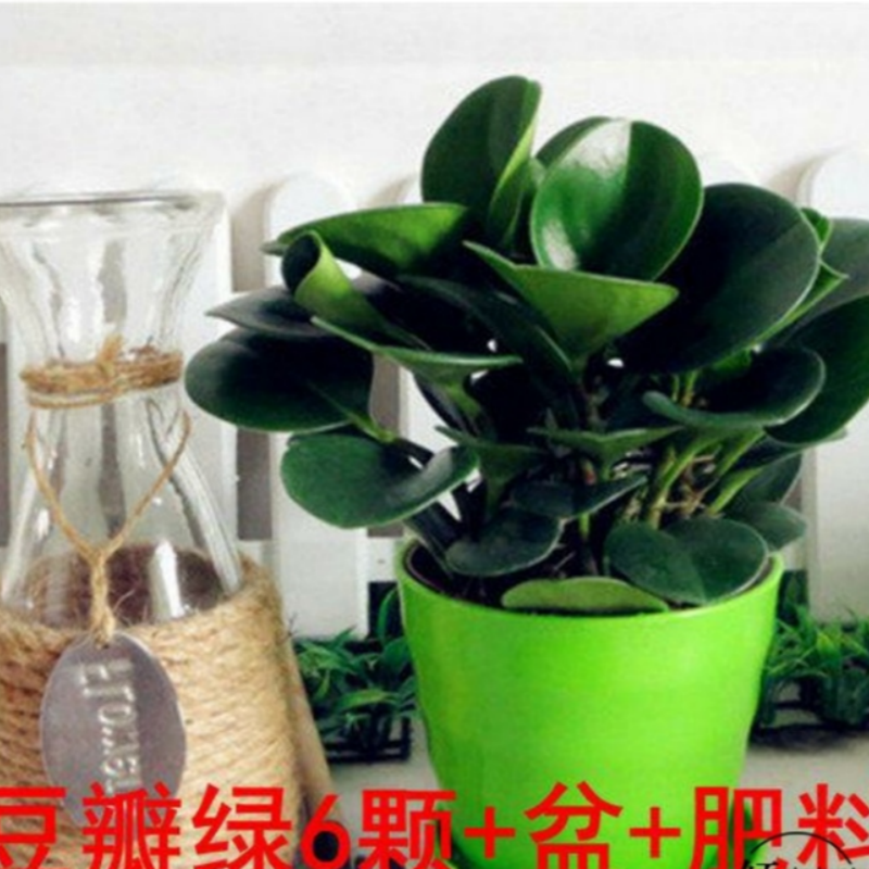 吸烟豆瓣绿碧玉室内盆栽水培盆栽花卉绿植耐寒净化空气阳台
