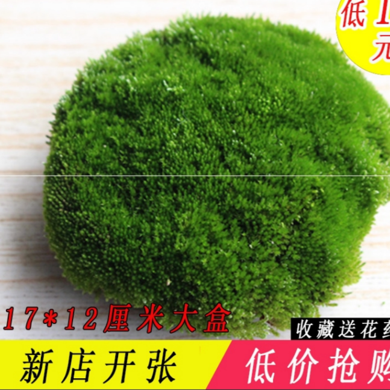 新鲜苔藓包邮微景观苔藓