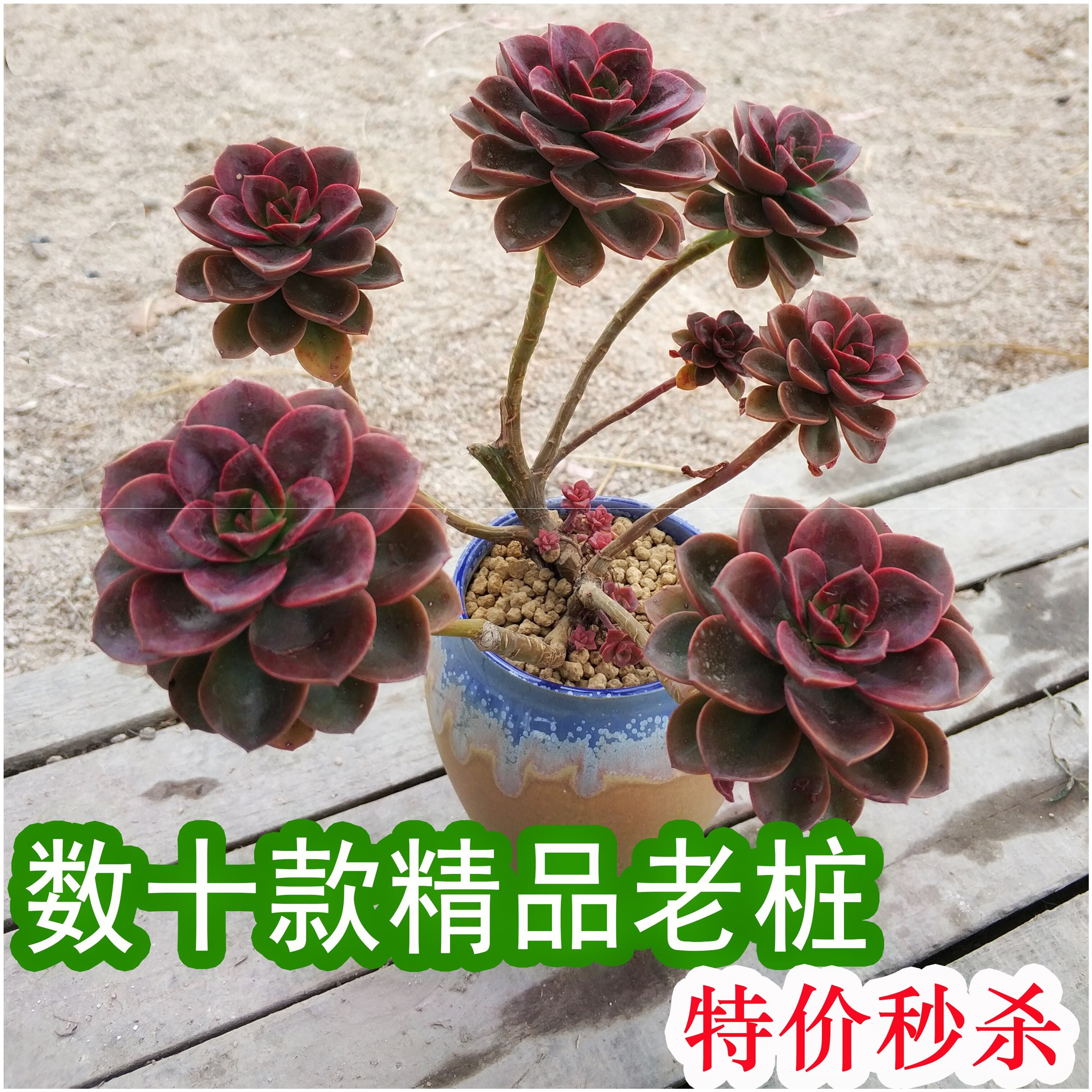 悬崖桩群生园艺巧克力方砖