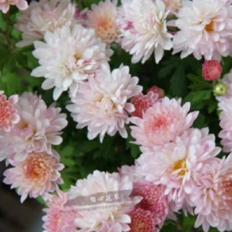 夏菊盆栽苗 名流千秋 北京夏菊粉红白变色菊花盆栽苗多头千头花苑