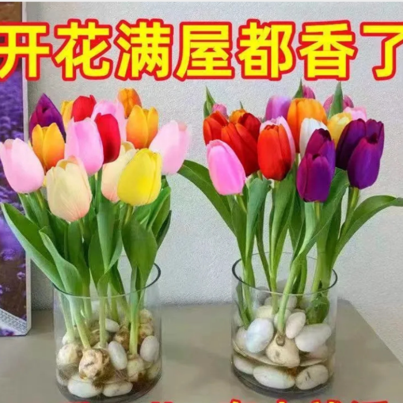郁金香种球带花苞室内外耐寒好养水培郁金香花苗带花苞