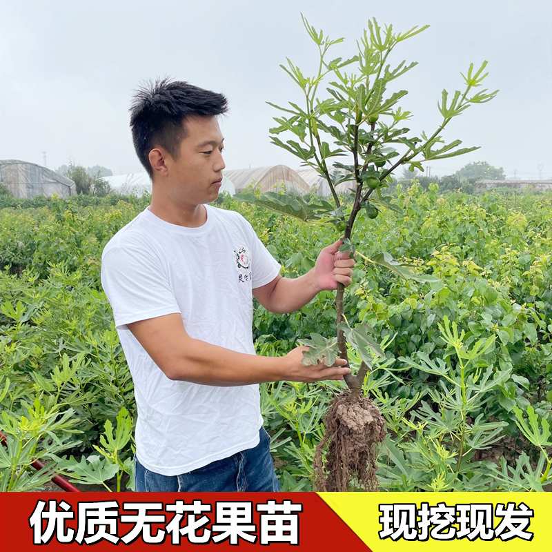 无花果苗盆栽地栽特大无花果树南北方种植当年结果波姬红果树苗