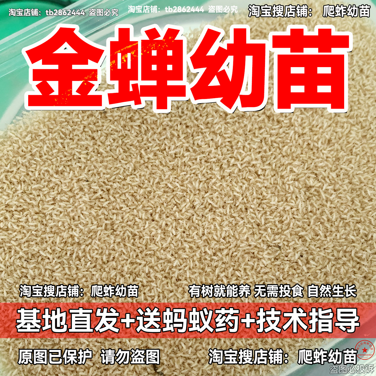 金蝉幼苗金蝉苗活体蝉苗基地直发