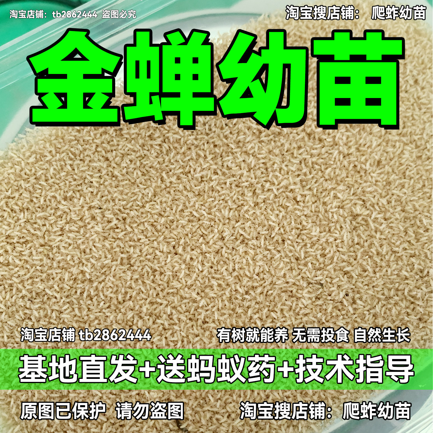 金蝉幼苗蝉苗知了苗小苗基地直发