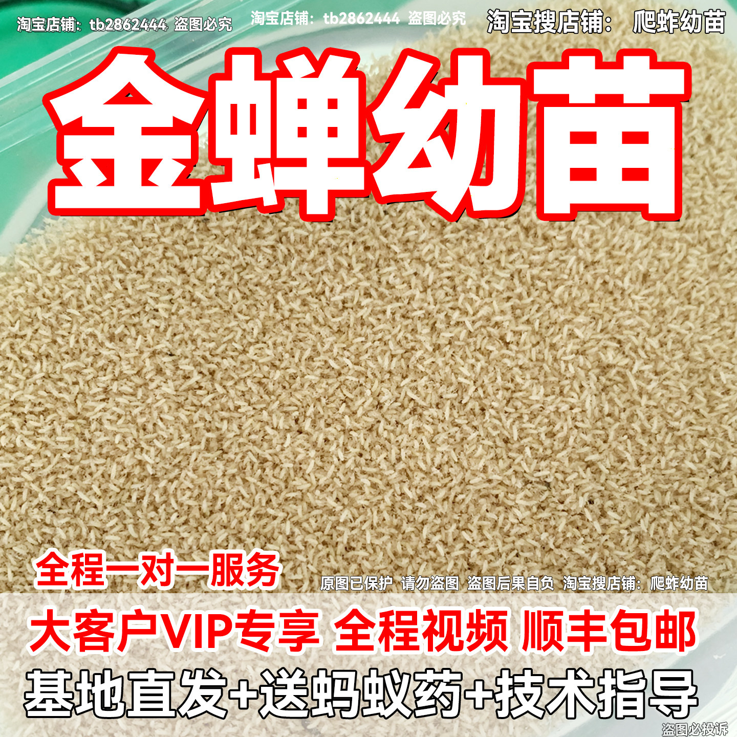 金蝉幼苗蝉苗知了猴爬叉基地直发