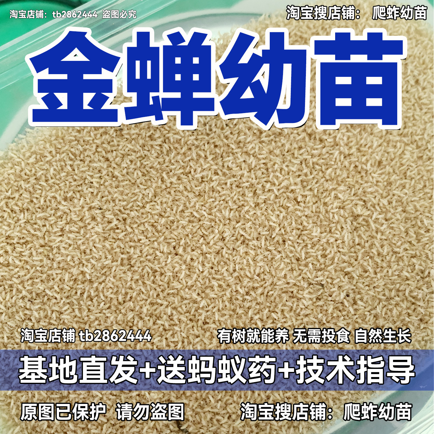 金蝉幼苗金蝉苗知了猴苗基地直发