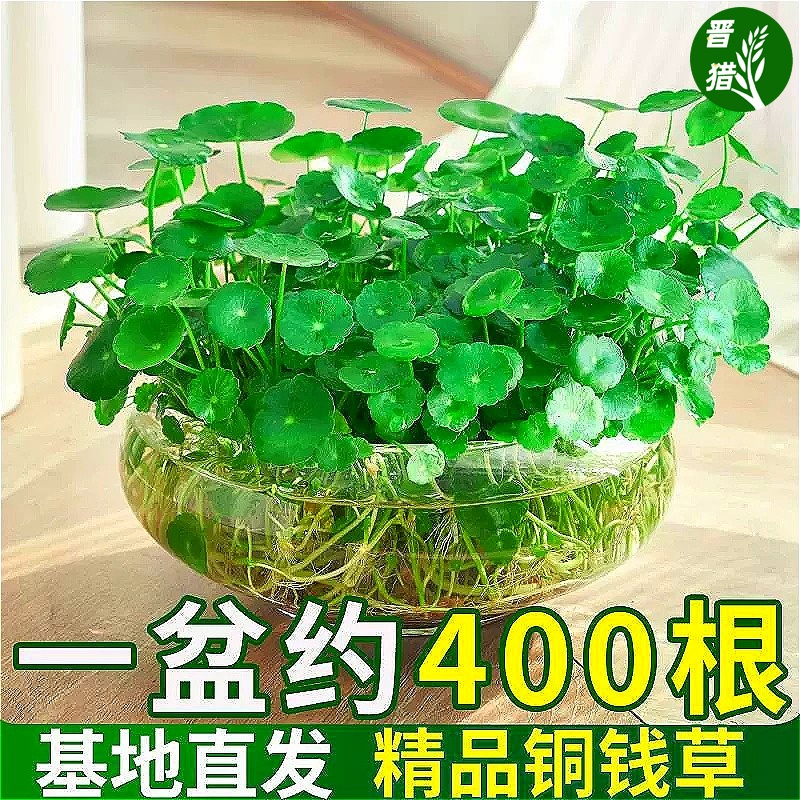 室内水培植物水养铜钱草