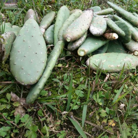 贵州原生态食用米邦塔仙人掌药用美容小种苗盆栽一堆批(9片)特卖