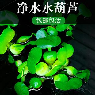 水葫芦水草浮萍鱼缸乌龟虾花卉鱼池塘净化水生植物种苗莲花水芙蓉