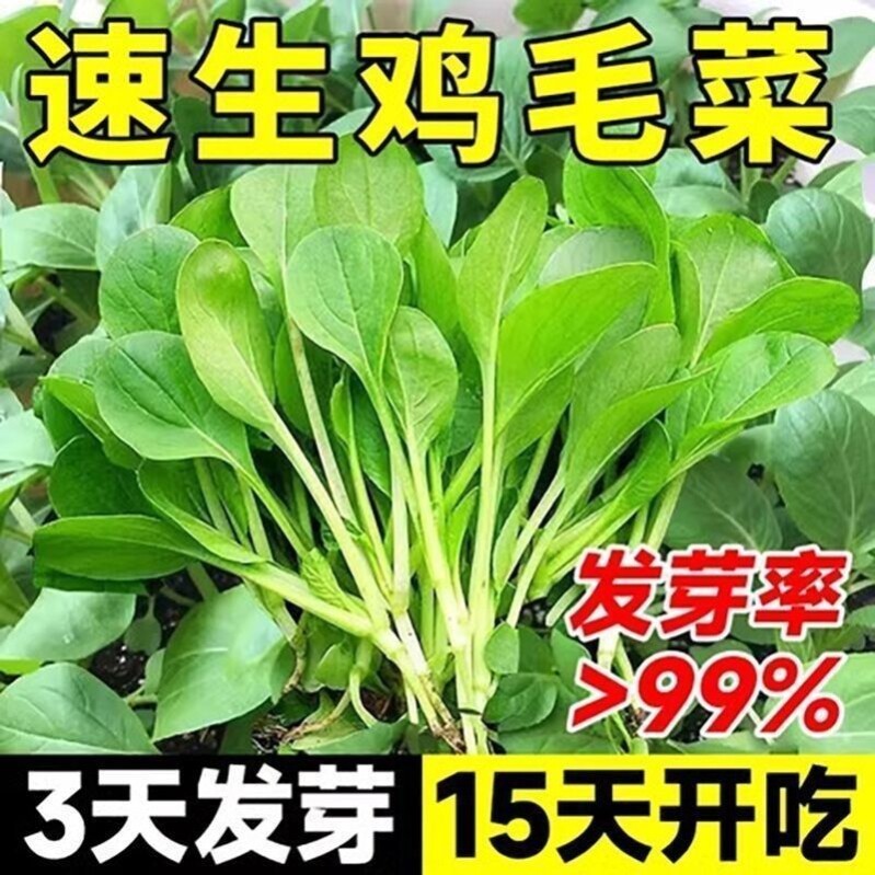 热销鸡毛菜种子四季播种抗热耐寒小油菜蔬菜种子上海青籽小青菜籽