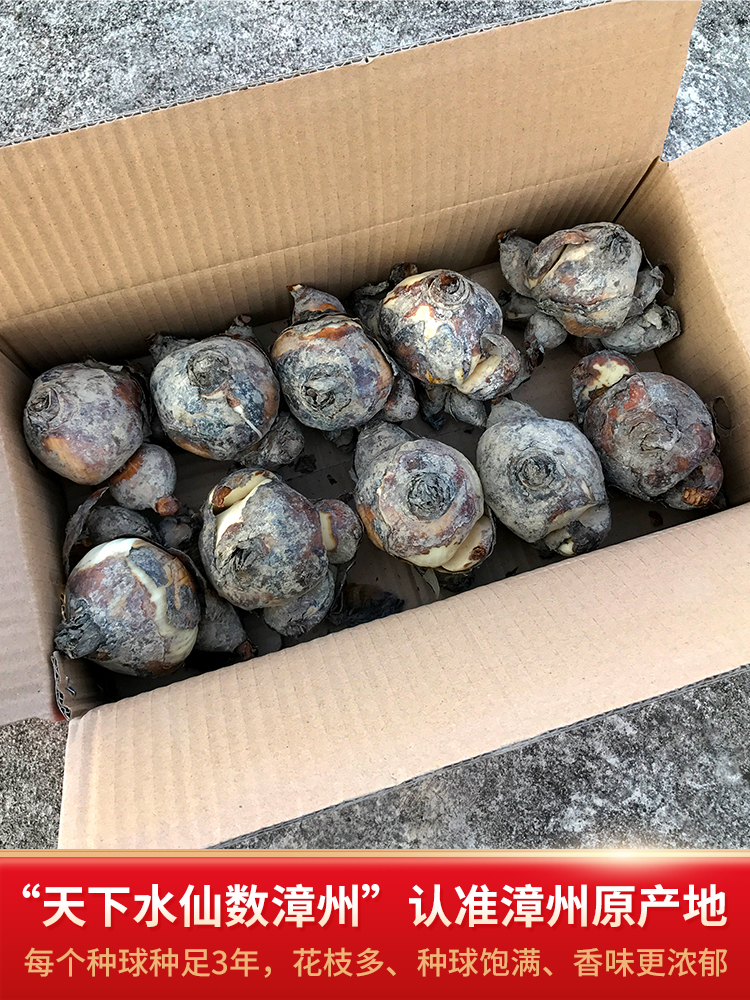 漳州水仙花种球水培室内植物盆栽种子花卉绿植水养四季好养易活冬