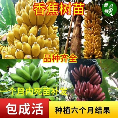 香蕉树苗南方四季苹果