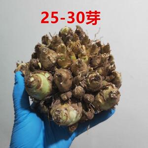 晚香玉种球重瓣当年开花夜来香浓香型多年生切花庭院阳台花卉盆栽