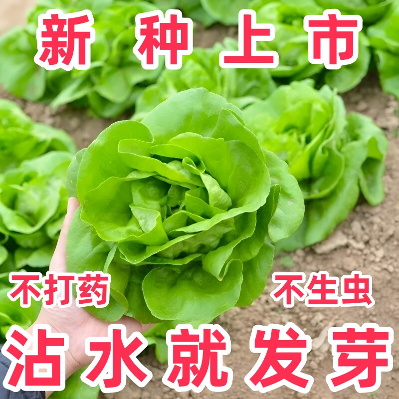 奶油生菜种子可生食沙拉菜种籽春秋农家菜园阳台盆栽蔬菜青菜种孑