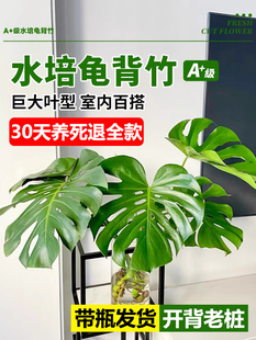 龟背竹水培老桩开背大叶带根植物室内好养的花客厅绿植水养