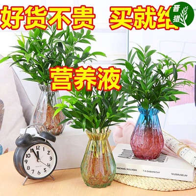 竹柏树苗水养富贵竹平安竹水培植物室内桌面绿植花卉好养竹子盆栽