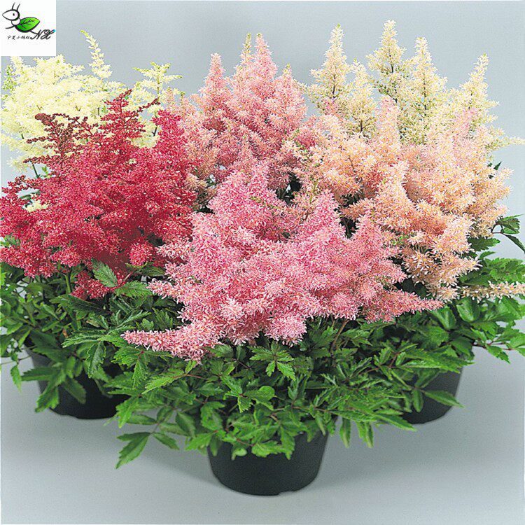 l28落新妇/宁夏小蚂蚁进口多年生宿根盆栽花卉种子试播装 10粒