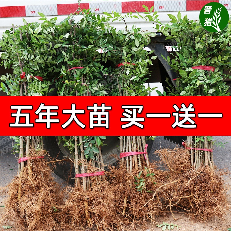 花椒苗树大红袍当年结果无刺四川麻椒...