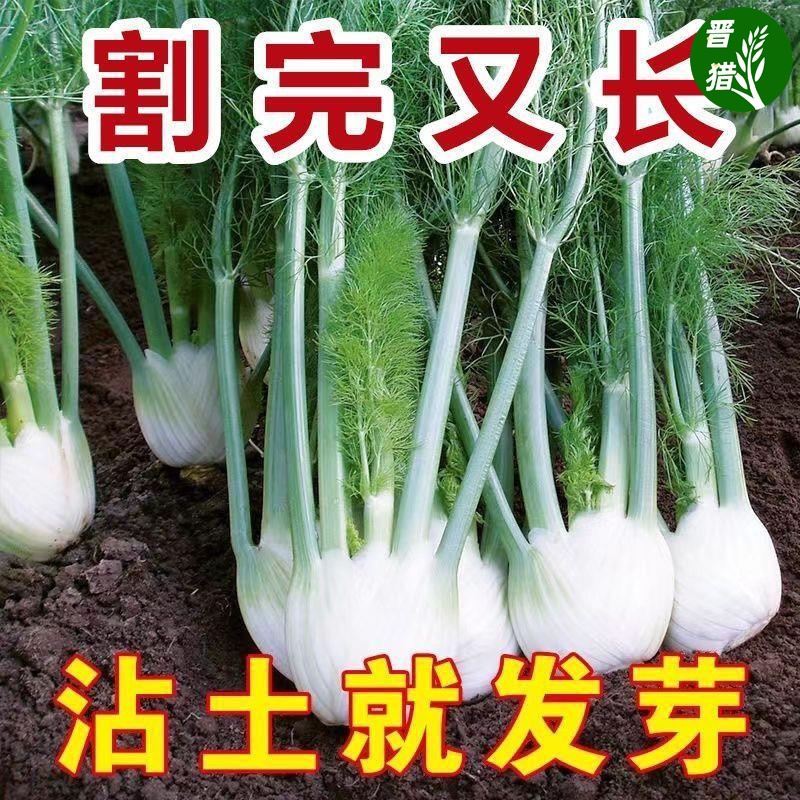 【割了又长】球茎茴香种子结球割茬大茴香阳台四季可食用回香菜种