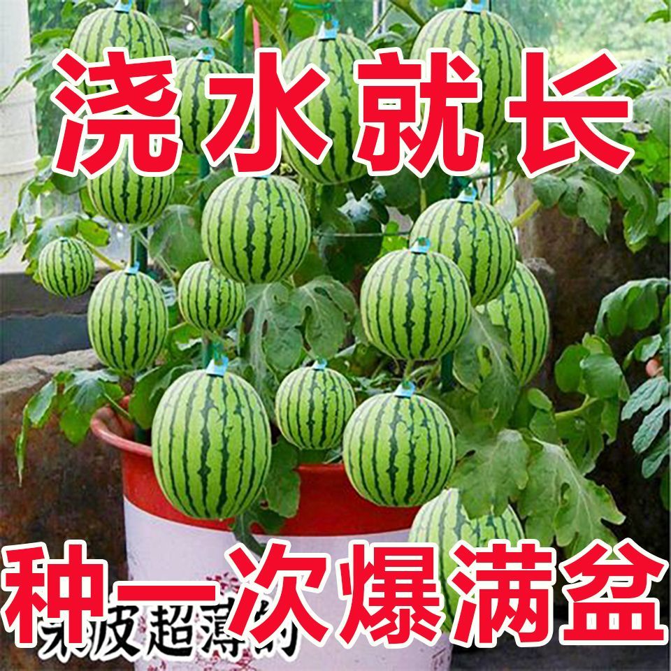 超甜红玉无籽蜂蜜小西瓜种子
