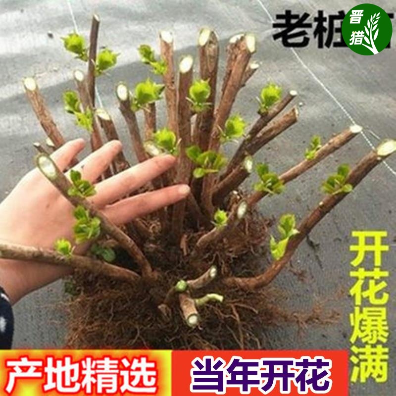 老桩四季开花庭院阳台盆栽