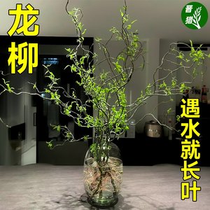 龙柳鲜枝纯水植物花卉室内盆栽