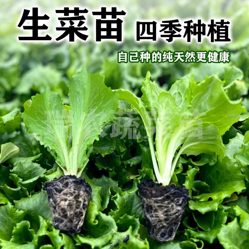 生菜苗带土意大利奶油生菜大速生菜玻璃辣椒苗西红柿茄子黄瓜秧苗